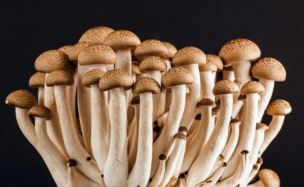 A cluster of fresh, organic mushrooms showcasing their natural texture against a dark background.